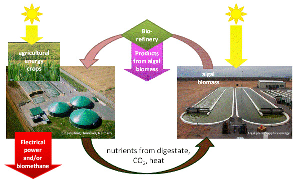 algaebiogas process